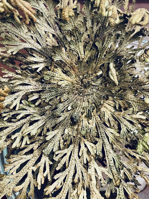 Rose of Jericho