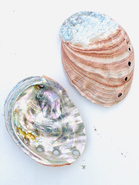 Small Abalone Shell